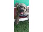 Adopt Audra a Terrier, Mixed Breed