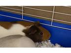 Adopt *Sesame* a Guinea Pig small animal in Salt Lake City, UT (41041725)
