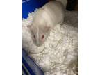 Adopt *Chia* a Guinea Pig small animal in Salt Lake City, UT (41041724)