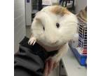 Adopt *Gnocchi* a Guinea Pig small animal in Salt Lake City, UT (41041723)
