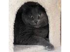 Adopt Precious a Domestic Short Hair