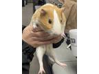 Adopt *Pierogi* a Guinea Pig small animal in Salt Lake City, UT (41041722)