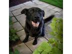 Adopt Xena a Border Collie, German Shepherd Dog