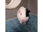 Adopt LISA MARIE a Guinea Pig