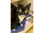 Adopt Harmony a Domestic Short Hair