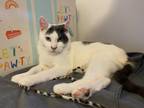 Adopt *Riker* a Domestic Shorthair / Mixed cat in Salt Lake City, UT (41405300)