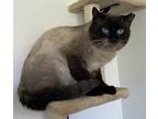 Adopt *Kenzo* a Domestic Shorthair / Mixed cat in Salt Lake City, UT (41405299)