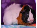 Adopt Rhonda a Guinea Pig