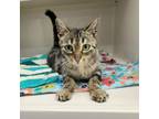Adopt Amour a Domestic Short Hair