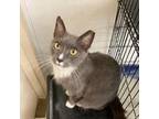 Adopt Bailey a Domestic Short Hair