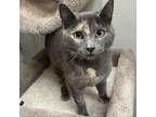 Adopt Phoebe a Domestic Short Hair