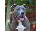 Adopt Courtney a Mixed Breed