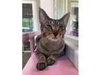 Adopt Lilah a Domestic Short Hair