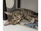 Adopt *Delta* a Domestic Shorthair / Mixed cat in Salt Lake City, UT (41432588)