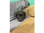 Adopt LEXI a Terrier, Labrador Retriever