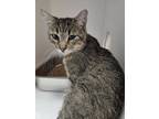 Adopt *Oscar* a Domestic Shorthair / Mixed cat in Salt Lake City, UT (41432587)