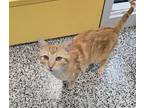 Adopt *Fox Trot* a Domestic Shorthair / Mixed cat in Salt Lake City