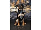 Adopt Ellie a Black and Tan Coonhound / Doberman Pinscher / Mixed dog in Salt