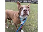 Adopt Heather a Husky, American Staffordshire Terrier