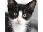 Adopt Colleen a Domestic Short Hair