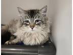 Adopt *Bravo* a Domestic Longhair / Mixed cat in Salt Lake City, UT (41432581)