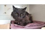 Adopt *PaPa* a Domestic Longhair / Mixed cat in Salt Lake City, UT (41432580)