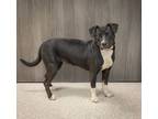 Adopt Angelina a Labrador Retriever, Beagle