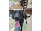 Adopt Zorro a Labrador Retriever / Mixed dog in Little Rock, AR (41378787)