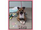 Adopt Lexis a Boxer, Mixed Breed