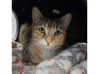 Adopt *Echo* a Domestic Shorthair / Mixed cat in Salt Lake City, UT (41432591)