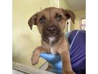 Adopt Alto a Mixed Breed