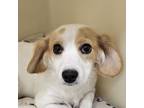 Adopt Wilma a Dachshund, Mixed Breed