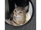 Adopt *Juliet* a Domestic Shorthair / Mixed cat in Salt Lake City, UT (41432589)