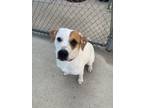 Adopt Charlotte a Hound, Mixed Breed