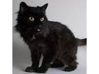 Adopt Lilith a Domestic Medium Hair