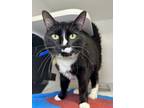 Adopt Molly a Domestic Short Hair