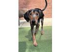 Adopt Bissel a Hound, Mixed Breed