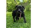 Adopt Spritzer a Terrier, Mixed Breed