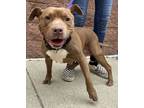 Adopt Montana a Pit Bull Terrier, Mixed Breed