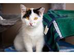 Adopt Snowy a Domestic Short Hair