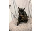 Adopt Hazel a Domestic Shorthair / Mixed (short coat) cat in Greensboro