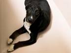 Adopt AMORA a German Shorthaired Pointer, Mixed Breed