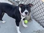 Adopt LILY a Pit Bull Terrier, Mixed Breed