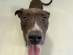 Adopt MADUSA a Pit Bull Terrier