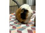 Adopt Mable a Guinea Pig