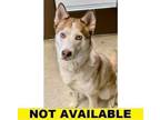 Adopt Twinkle a Siberian Husky, Mixed Breed