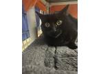 Adopt Missy a Domestic Short Hair