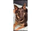 Adopt Mila a German Shepherd Dog