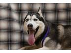 Adopt Ranova a Siberian Husky