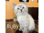 Adopt Ruby a Domestic Short Hair